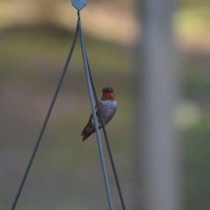 Meet your Posher, Joyce